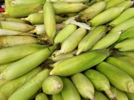 Samsung Galaxy S23 FE camera sample